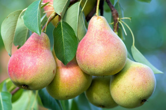 Pyrus Communis (Pear Corella)