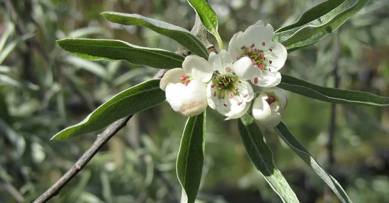 Pyrus Salicifolia (Silver-Leaved Pear Tree)