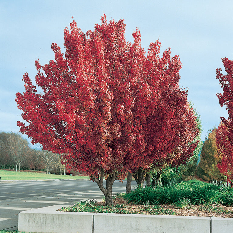 Pyrus Communis 'Nigra' Fastigiata (Fastigiate Pear)