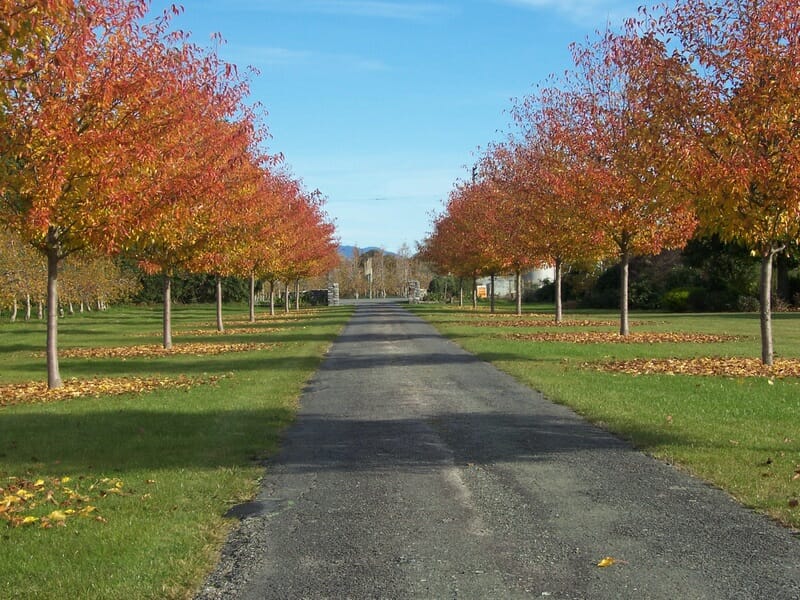 Country driveway lined with Pyrus Calleryana (Aristocrat Pear) trees displaying vibrant orange autumn leaves.