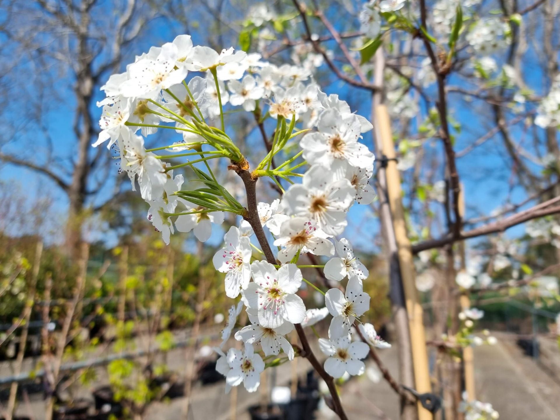 Close-up of Pyrus Calleryana (Aristocrat Pear) showcasing clusters of delicate white flowers in full bloom.