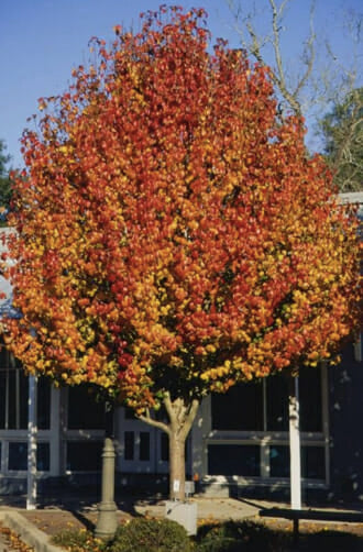 Shaped Pyrus Calleryana (Aristocrat Pear) tree with striking orange leaves, perfect for landscaping.