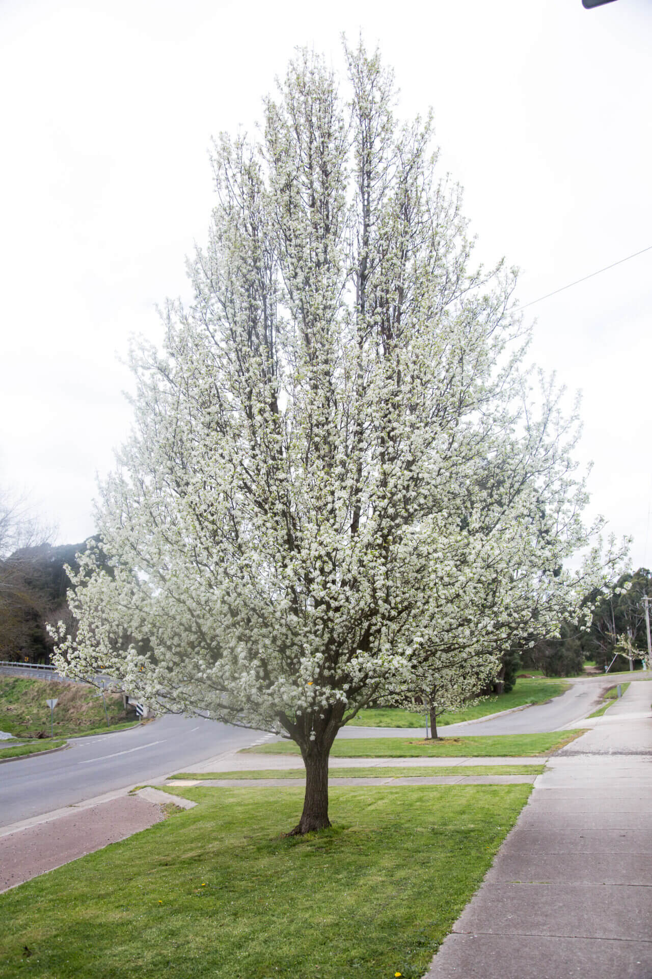 Mature Pyrus Calleryana (Aristocrat Pear) tree on a sidewalk adorned with white blossoms.