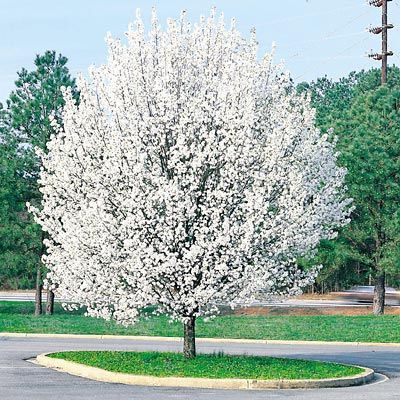 Pyrus Calleryana (Aristocrat Pear) tree fully covered in white flowers, beautifying a roundabout on a road.