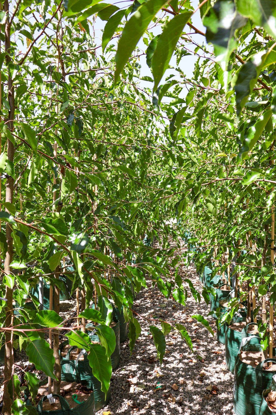 Rows of Pyrus Calleryana (Aristocrat Pear) plants in plant bags, prepared for sale at Nursery Warehouse.