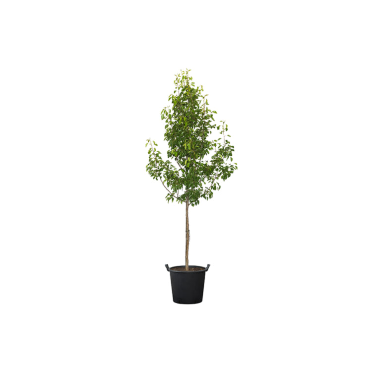 Pyrus Calleryana (Aristocrat Pear) in a pot, ready for sale at Nursery Warehouse.