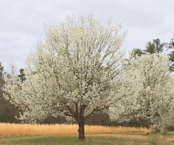 Pyrus Calleryana (Bradford Pear) tree with striking white blossoms on bare branches, set against a grassy field.