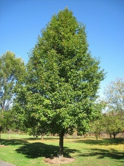 Tall Pyrus Calleryana (Bradford Pear) with lush green foliage, highlighting its impressive height and vibrant leaves.