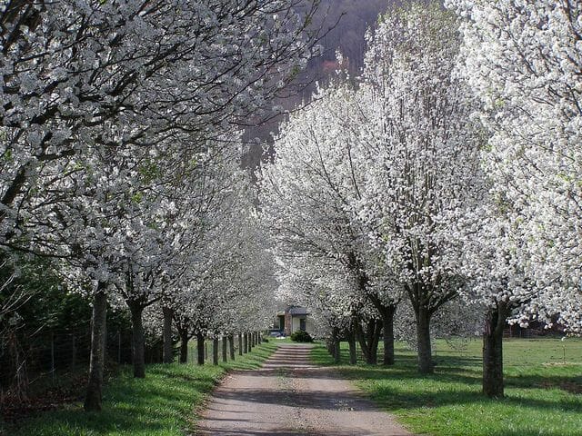 A picturesque country dirt driveway lined with Pyrus Calleryana (Bradford Pear) trees in full bloom, showcasing their white flowers.