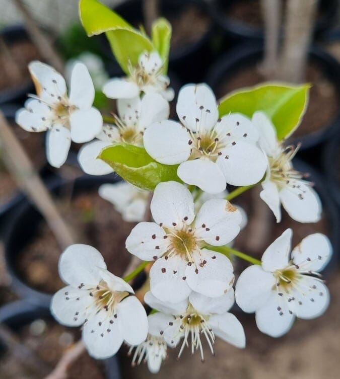 Close-up of Pyrus Calleryana (Bradford Pear) showcasing its delicate white flowers in full bloom.