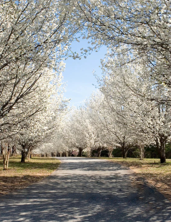 Scenic country path flanked by Pyrus Calleryana (Bradford Pear) trees adorned with white blossoms, creating a beautiful, inviting view.