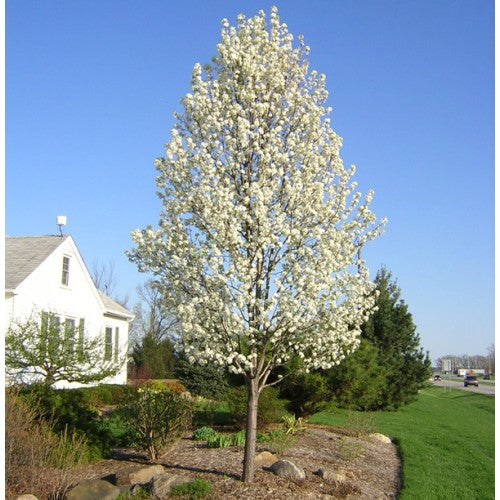 Pyrus Calleryana (Capital Pear)