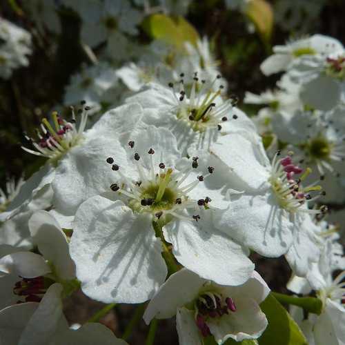 Pyrus Chanticleer (Chanticleer Pear Tree)