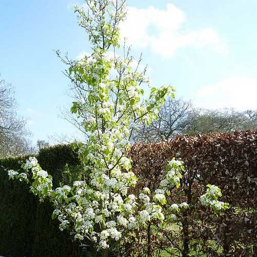 Pyrus Chanticleer (Chanticleer Pear Tree)