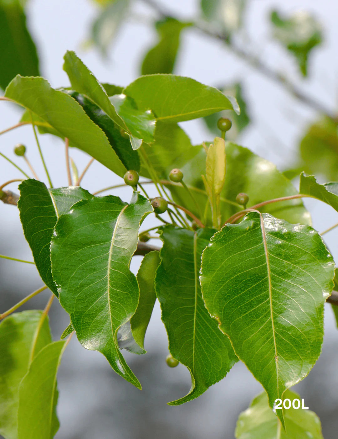 Pyrus Calleryana 'Cleveland Select' (Cleveland Select Pear)