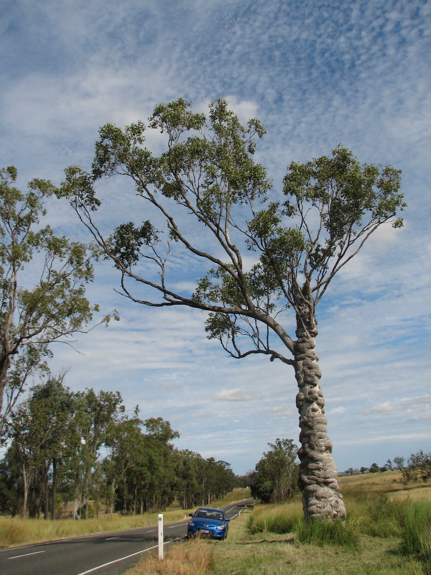 Eucalyptus Populnea (Bimble Box)