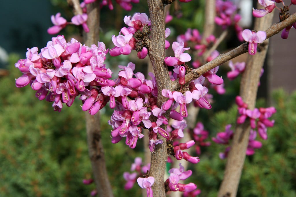 Cercis Canadensis 'Avondale' (Avondale Redbud)