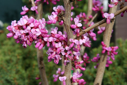 Cercis Canadensis 'Avondale' (Avondale Redbud)