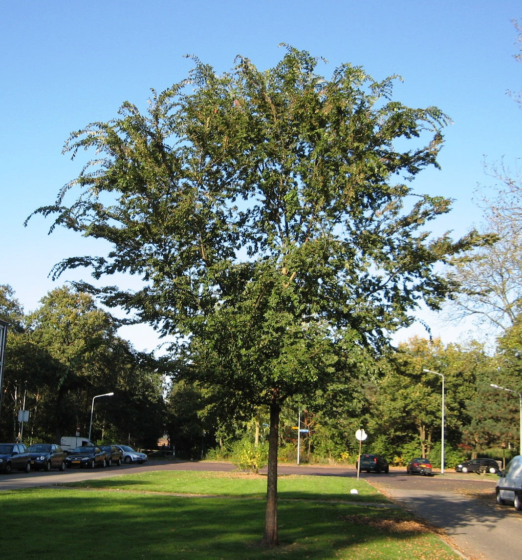 Mature Ulmus parvifolia 'Todd' (Chinese Elm 'Todd') tree in a park environment, featuring a broad canopy of green leaves that provide ample shade and enhance the landscape's beauty.
