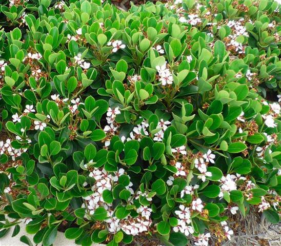 Rhaphiolepis indica (Indian Hawthorn)