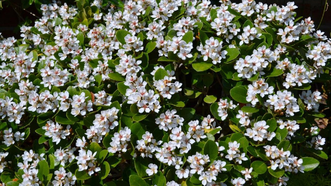 Close-up of Rhaphiolepis Indica (Oriental Pearl) showing green foliage and delicate white flowers.