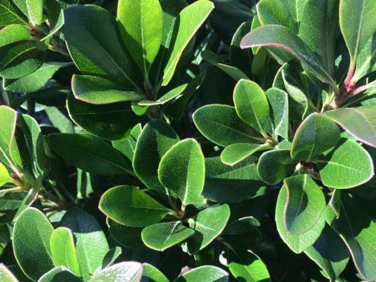 Close-up of Rhaphiolepis Indica (Oriental Pearl) showcasing lush green foliage.