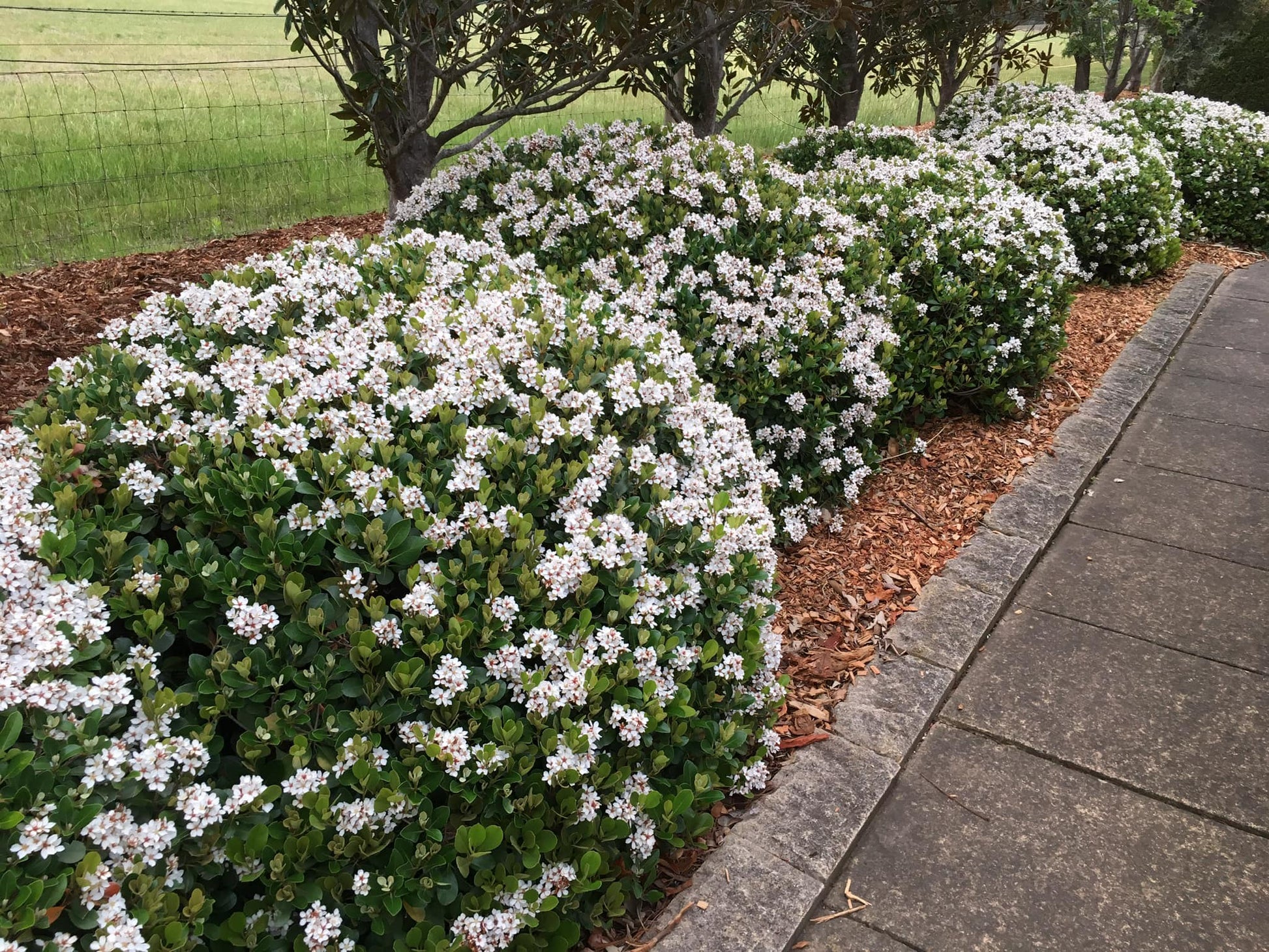 Five mature Rhaphiolepis Indica (Oriental Pearl) plants with white flowers lining a sidewalk.