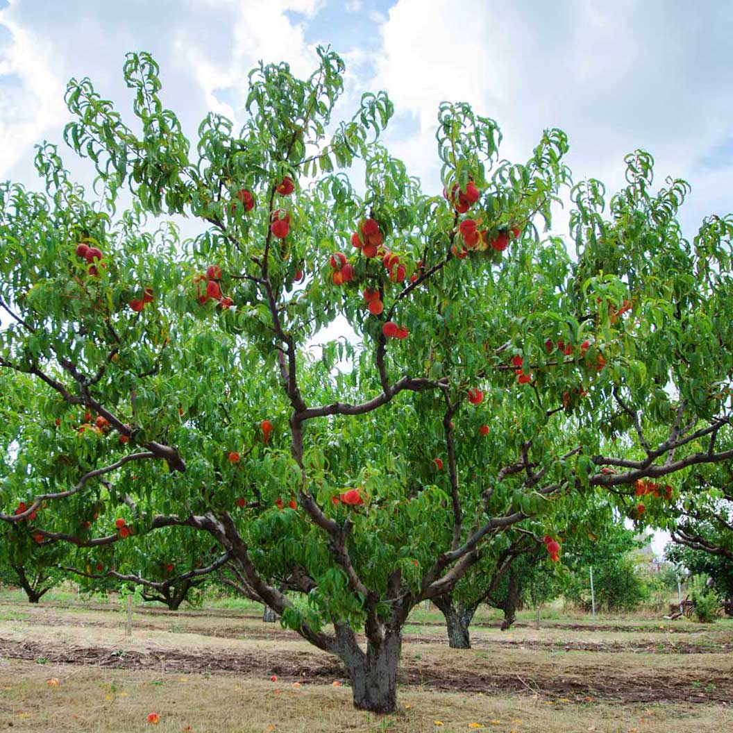 Prunus Persica (Peach O'Henry)