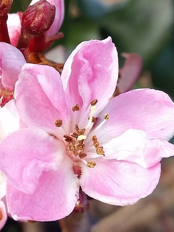 Raphiolepis ‘Springtime’ (Springtime Indian Hawthorn)