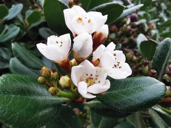 Rhaphiolepis indica (Indian Hawthorn)