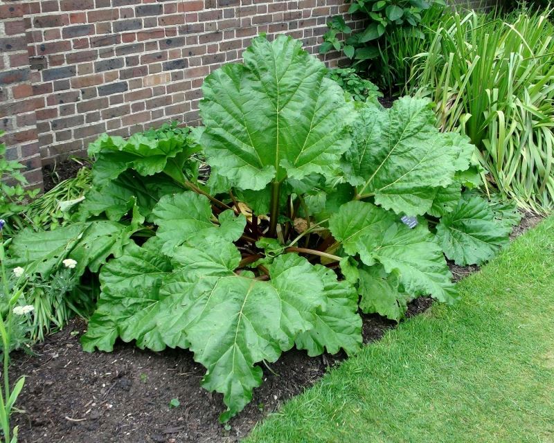 Rheum Hybridum (Rhubarb)