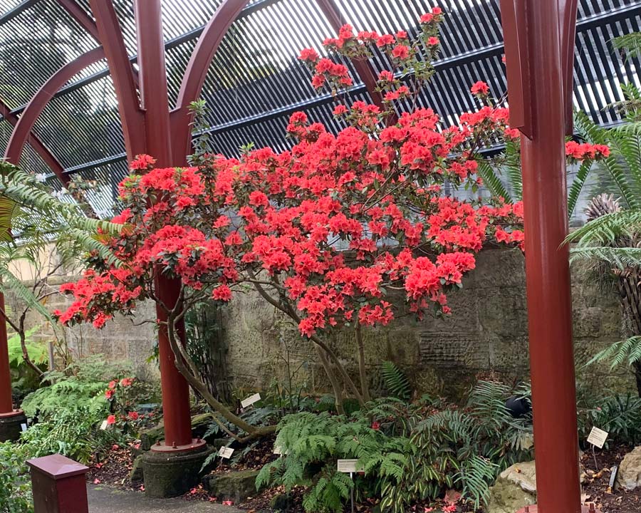 Rhododendron Simsii (Azalea Exquisite)