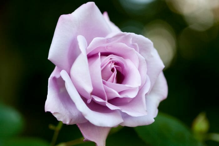 Rose 'Blue Moon'