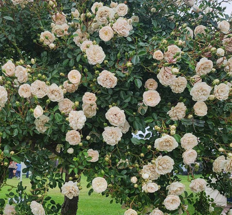 Rose Seafoam (Seafoam Climbing Rose)