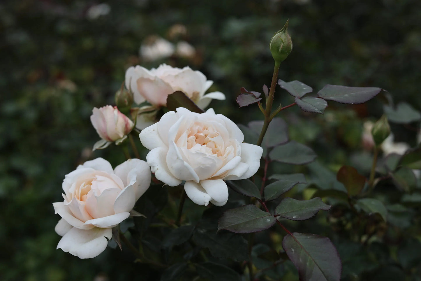 Rose Cream Softly (Cream Floribunda Rose)