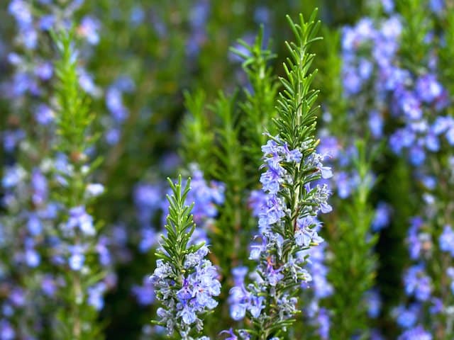 Rosmarinus Officinalis ‘Blue Lagoon’ (Blue Lagoon Rosemary)