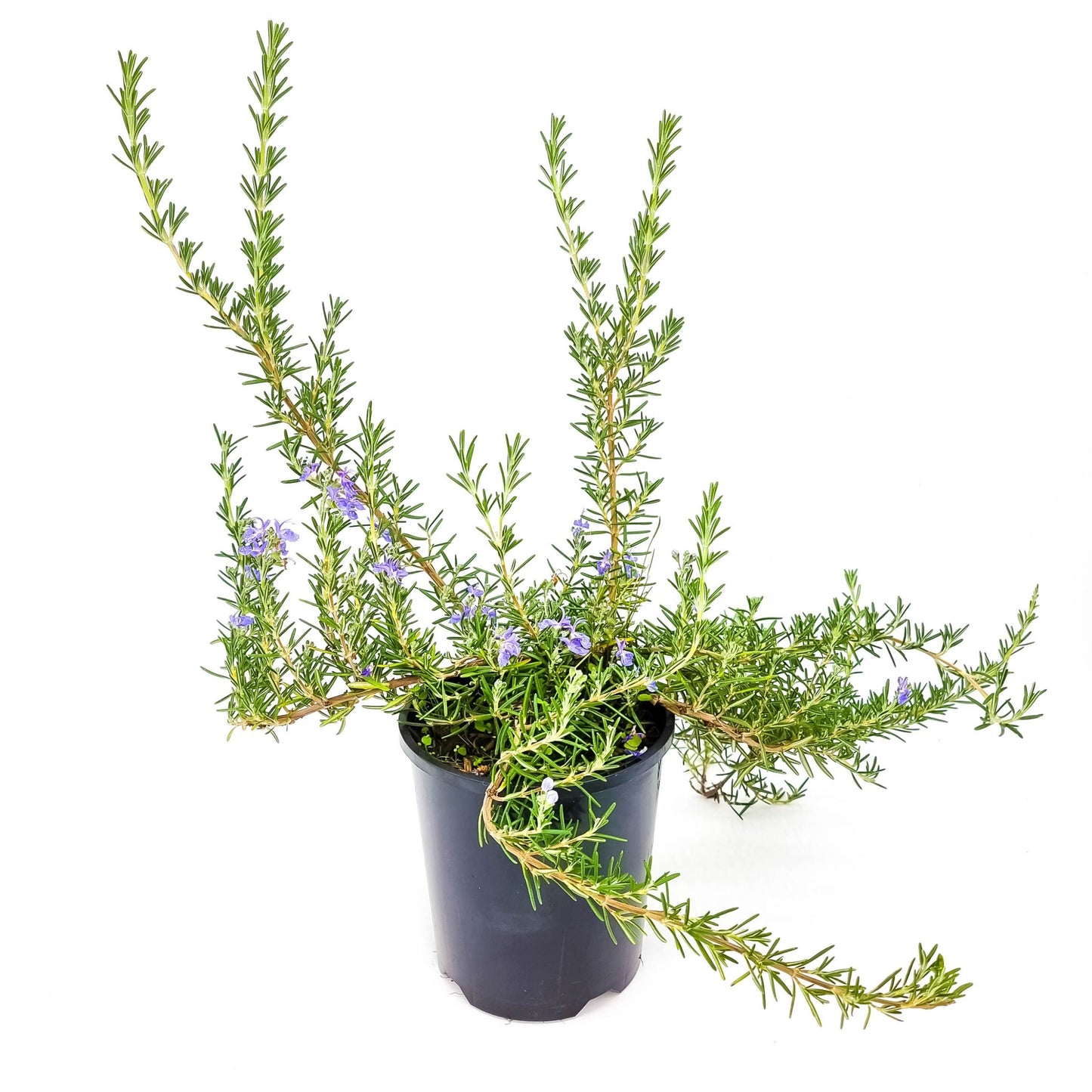 Rosmarinus Officinalis ‘Blue Lagoon’ (Blue Lagoon Rosemary)