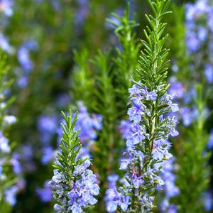 Salvia Rosmarinus ‘Tuscan Blue’ (Rosemary ‘Tuscan Blue’)