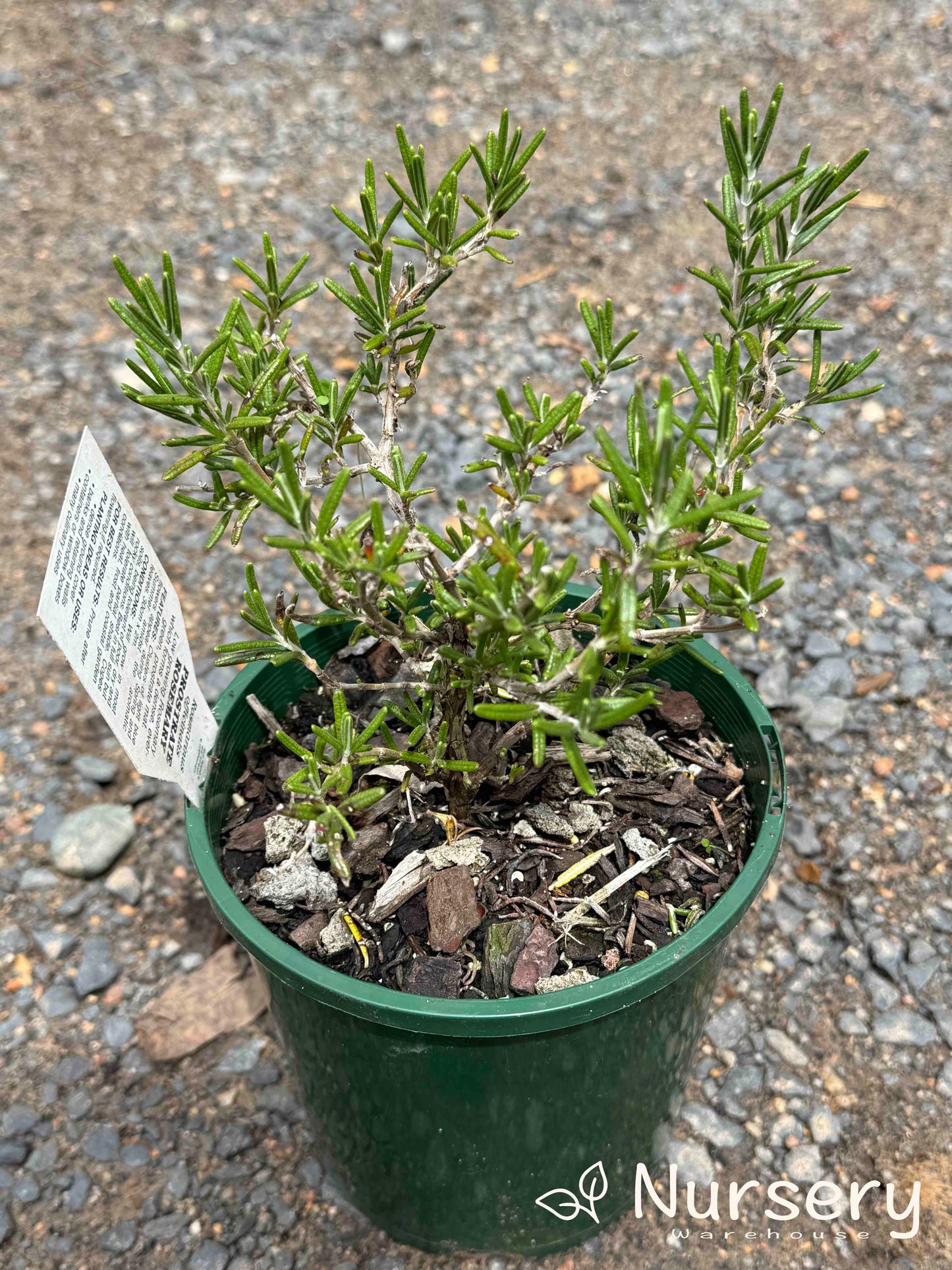 Rosmarinus Officinalis ‘Prostratus’ (Prostrate Rosemary)