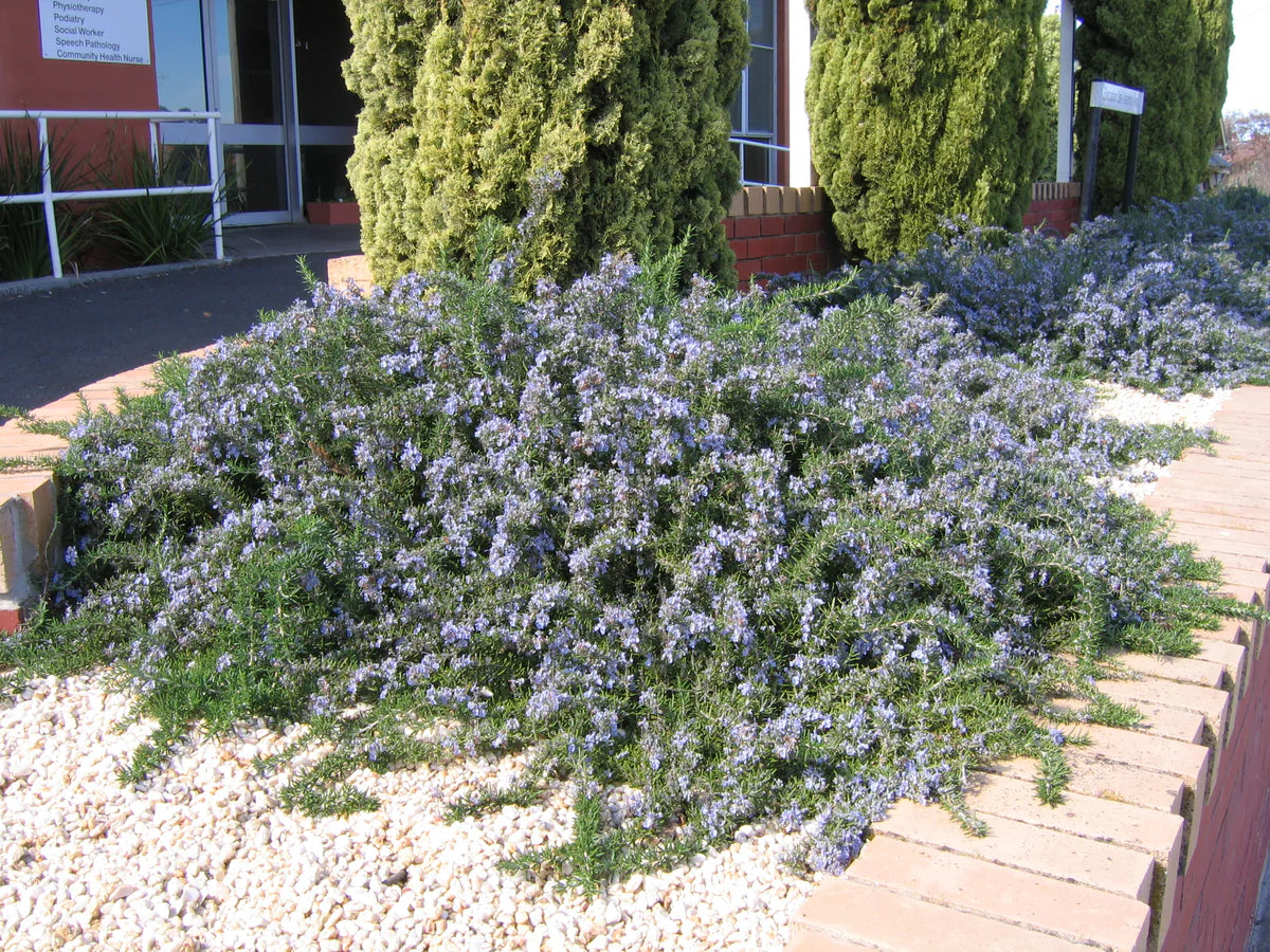 Rosmarinus Officinalis ‘Blue Lagoon’ (Blue Lagoon Rosemary)