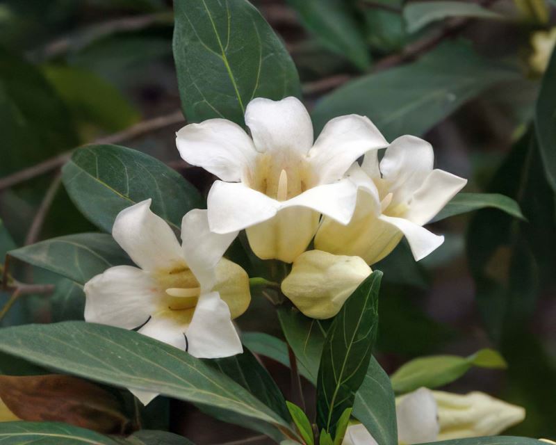 Close-up of Rothmannia Globosa (Tree Gardenia) displaying glossy green foliage and fragrant white flowers.