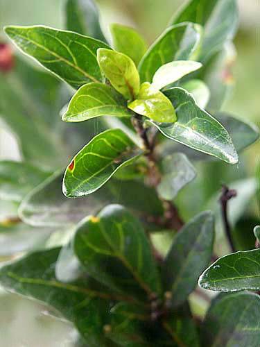 Detailed close-up of Rothmannia Globosa (Tree Gardenia) leaves with their rich green texture.