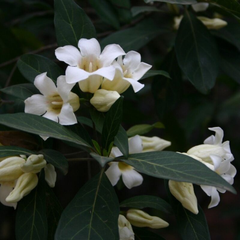 Close-up of Rothmannia Globosa (Tree Gardenia) showcasing vibrant leaves and beautiful white flowers.