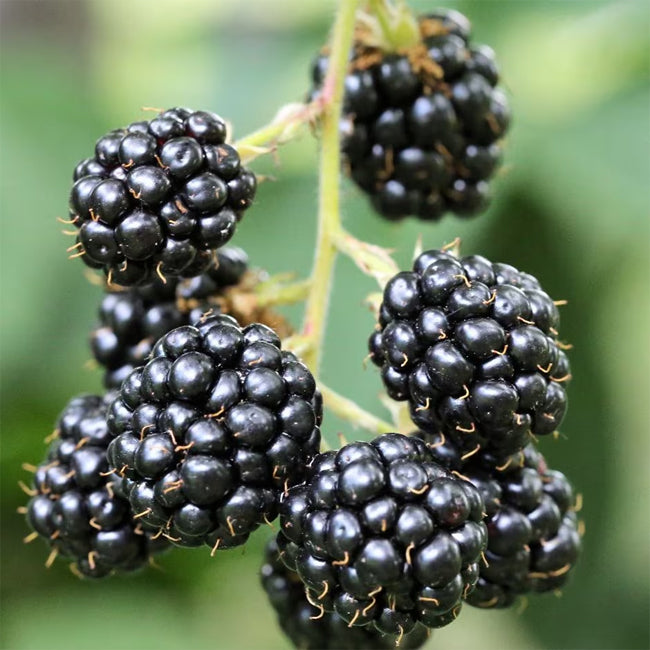 Close-up of Rubus Ulmifolius (Thornless Blackberry) with ripe, juicy blackberries.