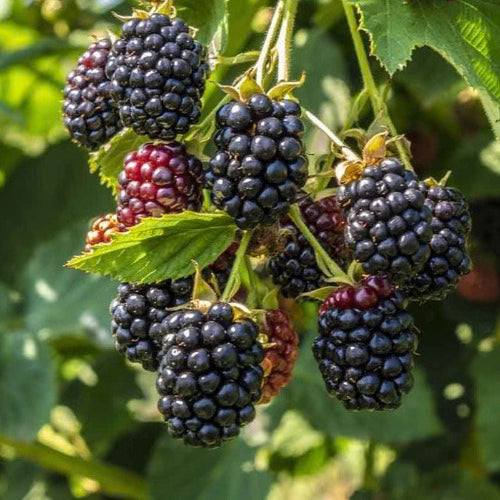 Detailed close-up of Rubus Ulmifolius (Thornless Blackberry) fruit on the vine.