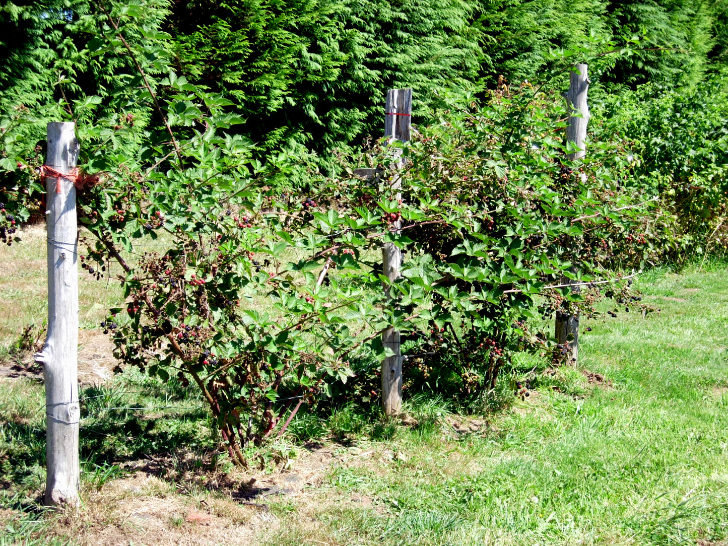 Rubus Ulmifolius (Thornless Blackberry) vines growing in a garden.