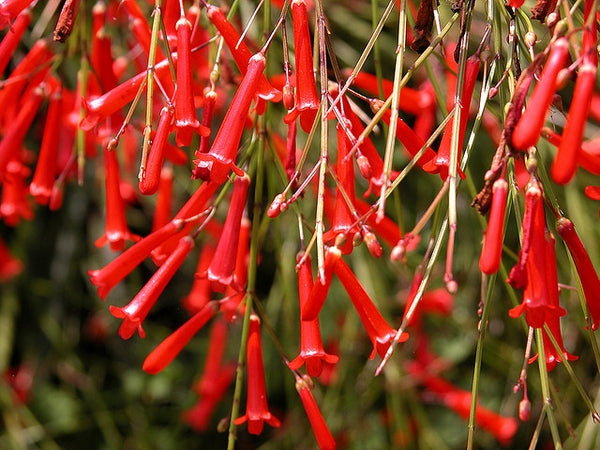 Russelia Red (Firecracker Plant)