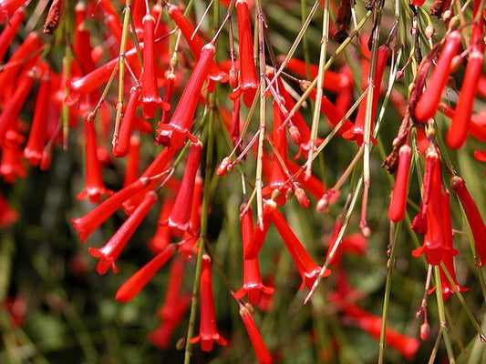 Russelia Red (Firecracker Plant)