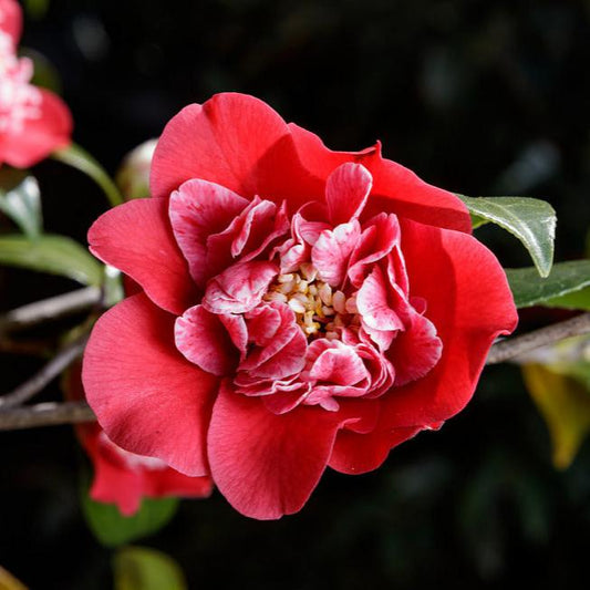 Camellia Japonica 'Shikibu' (Camellia Cultivar)