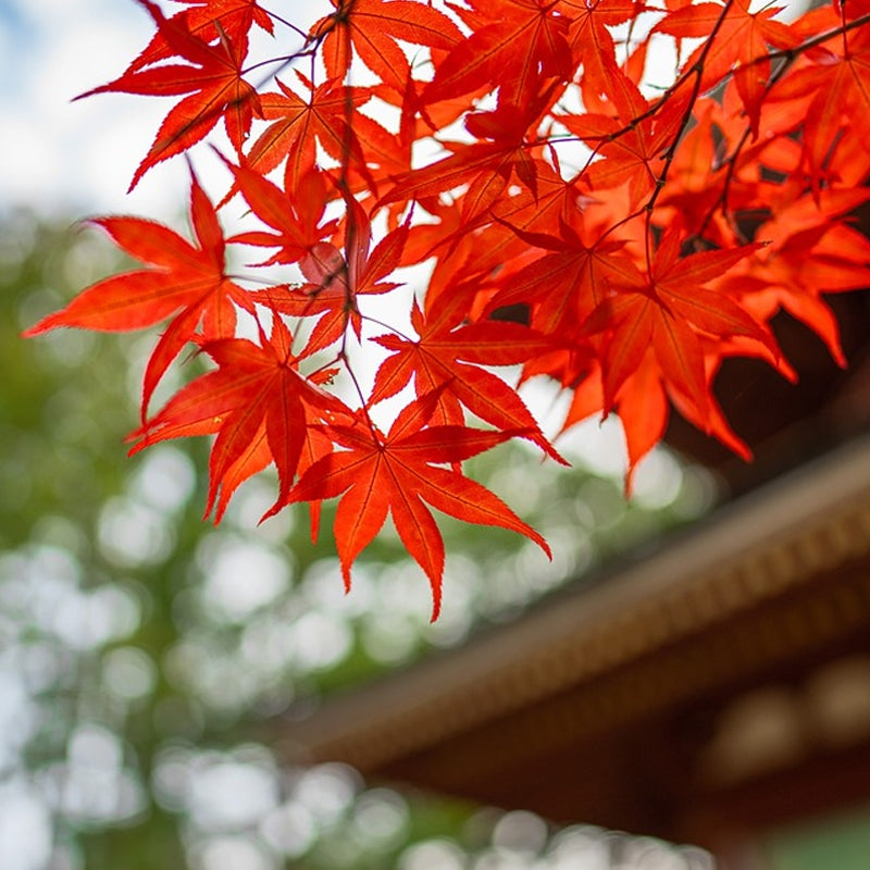 Atropurpureum (Japanese Weeping Maple)